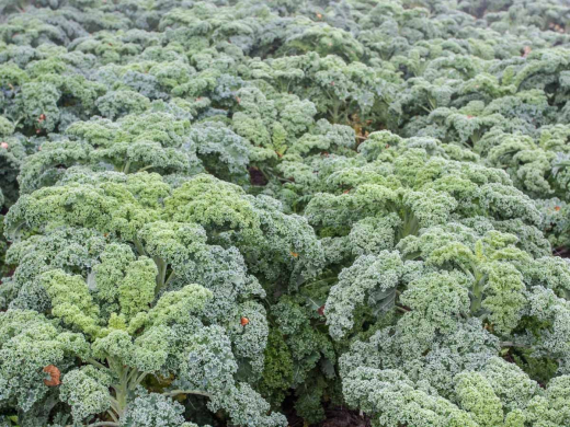 Grünkohl halbhoch, Grüner Krauser&nbsp;Inhalt:&nbsp;ca. 5g