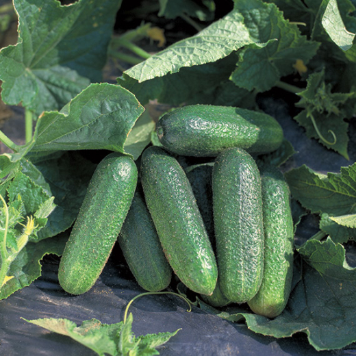 Einlegegurke Profi I (Bimbostar Tellus)&nbsp;Inhalt:&nbsp;20 Samen