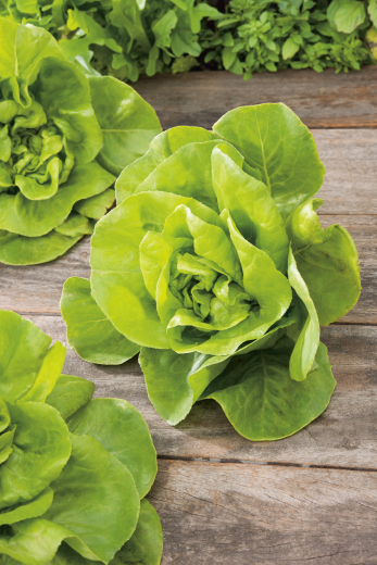 Salat Maikönig&nbsp;Inhalt:&nbsp;ca. 5g