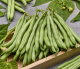 Buschbohne Saxa&nbsp;Inhalt:&nbsp;100 g