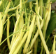 Buschbohne Wachs Orinoco&nbsp;Inhalt:&nbsp;100 g
