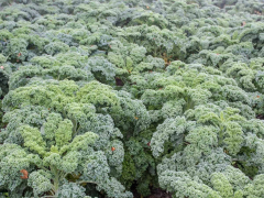 Grünkohl halbhoch, Grüner Krauser&nbsp;Inhalt:&nbsp;ca. 5g