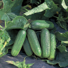 Einlegegurke Profi I (Bimbostar Tellus)&nbsp;Inhalt:&nbsp;20 Samen