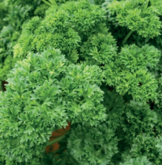 Petersilie Mooskrause&nbsp;Inhalt:&nbsp;ca. 5g