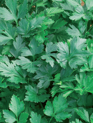 Petersilie Schnitt Gigante&nbsp;Inhalt:&nbsp;ca. 5g