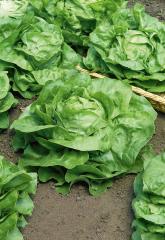 Salat Attractie&nbsp;Inhalt:&nbsp;ca. 5g