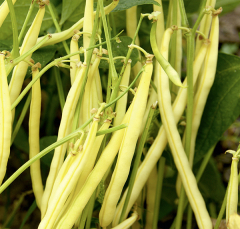 Buschbohne Wachs Orinoco&nbsp;Inhalt:&nbsp;100 g