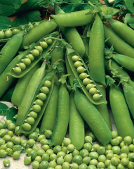 Erbse, Schal Allerfrüheste Mai&nbsp;Inhalt:&nbsp;100 g